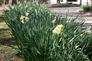 茶屋ヶ坂公園、水仙、2月夏の花、名古屋市千種区の観光・撮影スポットの画像と写真