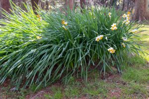 茶屋ヶ坂公園、水仙、2月夏の花、名古屋市千種区の観光・撮影スポットの画像と写真