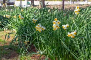 茶屋ヶ坂公園、水仙、2月夏の花、名古屋市千種区の観光・撮影スポットの画像と写真