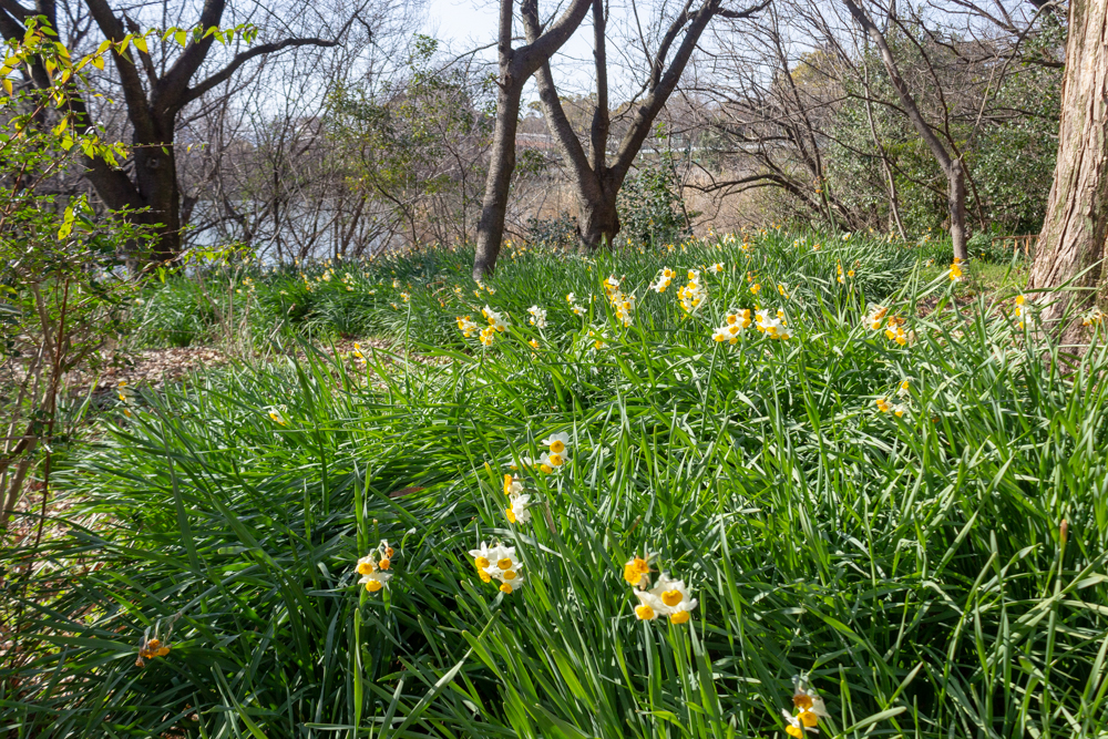 茶屋ヶ坂公園、水仙、2月夏の花、名古屋市千種区の観光・撮影スポットの画像と写真