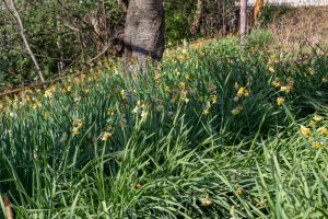 茶屋ヶ坂公園、水仙、2月夏の花、名古屋市千種区の観光・撮影スポットの画像と写真