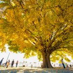 大和の大いちょう、黄葉、紅葉、銀杏、11月秋、愛知県豊川市の観光・撮影スポットの画像と写真