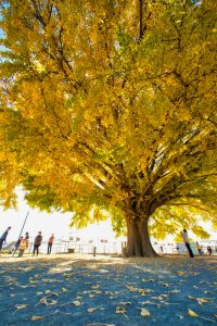 大和の大いちょう、黄葉、紅葉、銀杏、11月秋、愛知県豊川市の観光・撮影スポットの画像と写真