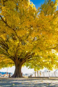大和の大いちょう、黄葉、紅葉、銀杏、11月秋、愛知県豊川市の観光・撮影スポットの画像と写真