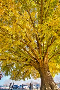 大和の大いちょう、黄葉、紅葉、銀杏、11月秋、愛知県豊川市の観光・撮影スポットの画像と写真