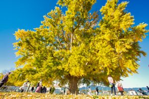 大和の大いちょう、黄葉、紅葉、銀杏、11月秋、愛知県豊川市の観光・撮影スポットの画像と写真