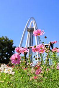 138タワーパーク、コスモス、ツインアーチ138、10月の秋の花、愛知県一宮市の観光・撮影スポットの画像と写真