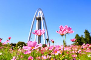 138タワーパーク、コスモス、ツインアーチ138、10月の秋の花、愛知県一宮市の観光・撮影スポットの画像と写真