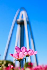 138タワーパーク、コスモス、ツインアーチ138、10月の秋の花、愛知県一宮市の観光・撮影スポットの画像と写真