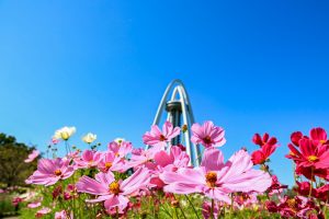 138タワーパーク、コスモス、ツインアーチ138、10月の秋の花、愛知県一宮市の観光・撮影スポットの画像と写真