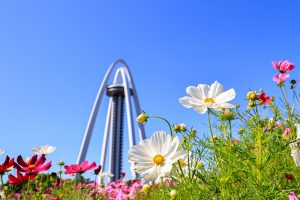 138タワーパーク、コスモス、ツインアーチ138、10月の秋の花、愛知県一宮市の観光・撮影スポットの画像と写真