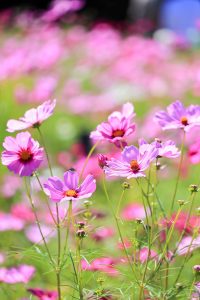 138タワーパーク、コスモス、ツインアーチ138、10月の秋の花、愛知県一宮市の観光・撮影スポットの画像と写真