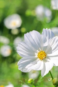 138タワーパーク、コスモス、ツインアーチ138、10月の秋の花、愛知県一宮市の観光・撮影スポットの画像と写真