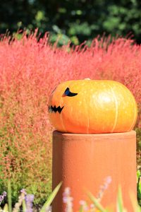138タワーパーク、ハロウィン、10月の秋の花、愛知県一宮市の観光・撮影スポットの画像と写真