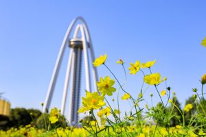 138タワーパーク、コスモス、ツインアーチ138、10月の秋の花、愛知県一宮市の観光・撮影スポットの画像と写真
