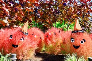 138タワーパーク、ハロウィン、10月の秋の花、愛知県一宮市の観光・撮影スポットの画像と写真