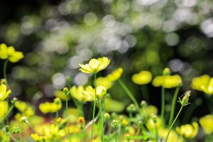 138タワーパーク、コスモス、ツインアーチ138、10月の秋の花、愛知県一宮市の観光・撮影スポットの画像と写真