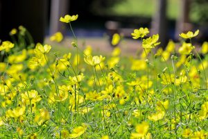 138タワーパーク、コスモス、ツインアーチ138、10月の秋の花、愛知県一宮市の観光・撮影スポットの画像と写真