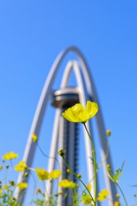 138タワーパーク、コスモス、ツインアーチ138、10月の秋の花、愛知県一宮市の観光・撮影スポットの画像と写真