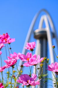 138タワーパーク、コスモス、ツインアーチ138、10月の秋の花、愛知県一宮市の観光・撮影スポットの画像と写真