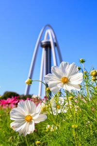 138タワーパーク、コスモス、ツインアーチ138、10月の秋の花、愛知県一宮市の観光・撮影スポットの画像と写真