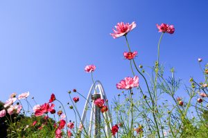 138タワーパーク、コスモス、ツインアーチ138、10月の秋の花、愛知県一宮市の観光・撮影スポットの画像と写真
