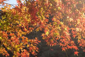 愛岐トンネル、紅葉、11月秋、愛知県春日井市の観光・撮影スポットの名所