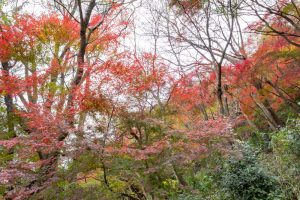 愛岐トンネル、紅葉、11月秋、愛知県春日井市の観光・撮影スポットの名所