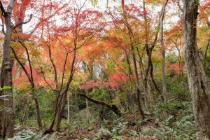 愛岐トンネル、紅葉、11月秋、愛知県春日井市の観光・撮影スポットの名所