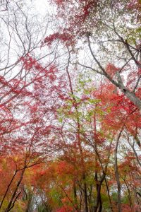 愛岐トンネル、紅葉、11月秋、愛知県春日井市の観光・撮影スポットの名所