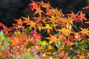 愛岐トンネル、紅葉、11月秋、愛知県春日井市の観光・撮影スポットの名所