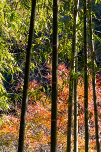 愛岐トンネル、紅葉、11月秋、愛知県春日井市の観光・撮影スポットの名所