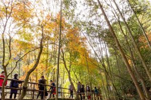 愛岐トンネル、紅葉、秋の特別公開、11月秋、愛知県春日井市の観光・撮影スポットの名所