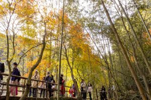 愛岐トンネル、紅葉、11月秋、愛知県春日井市の観光・撮影スポットの名所