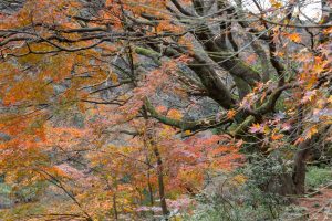 愛岐トンネル、紅葉、11月秋、愛知県春日井市の観光・撮影スポットの名所