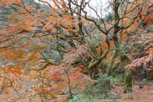 愛岐トンネル、紅葉、11月秋、愛知県春日井市の観光・撮影スポットの名所