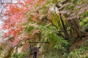 愛岐トンネル、紅葉、11月秋、愛知県春日井市の観光・撮影スポットの名所