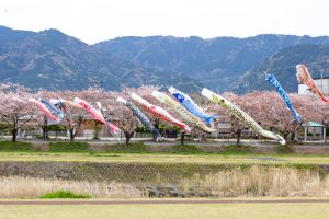 相川水辺公園、さくら、鯉のぼり、4月春、岐阜県不破郡の観光・撮影スポットの画像と写真