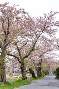 相川水辺公園、さくら、鯉のぼり、4月春、岐阜県不破郡の観光・撮影スポットの画像と写真