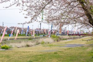 相川水辺公園、さくら、鯉のぼり、4月春、岐阜県不破郡の観光・撮影スポットの画像と写真