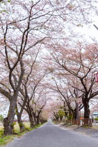 相川水辺公園、さくら、鯉のぼり、4月春、岐阜県不破郡の観光・撮影スポットの画像と写真