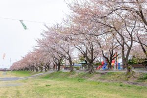 相川水辺公園、さくら、鯉のぼり、4月春、岐阜県不破郡の観光・撮影スポットの画像と写真