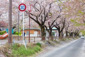 相川水辺公園、さくら、鯉のぼり、4月春、岐阜県不破郡の観光・撮影スポットの画像と写真