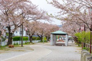 相川水辺公園、さくら、鯉のぼり、4月春、岐阜県不破郡の観光・撮影スポットの画像と写真