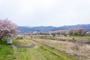相川水辺公園、さくら、鯉のぼり、4月春、岐阜県不破郡の観光・撮影スポットの画像と写真