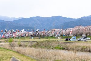 相川水辺公園、さくら、鯉のぼり、4月春、岐阜県不破郡の観光・撮影スポットの画像と写真