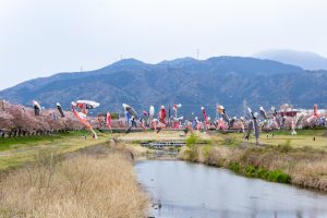 相川水辺公園、さくら、鯉のぼり、4月春、岐阜県不破郡の観光・撮影スポットの画像と写真