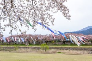 相川水辺公園、さくら、鯉のぼり、4月春、岐阜県不破郡の観光・撮影スポットの画像と写真