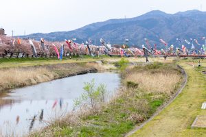 相川水辺公園、さくら、鯉のぼり、4月春、岐阜県不破郡の観光・撮影スポットの画像と写真