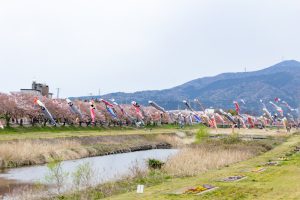 相川水辺公園、さくら、鯉のぼり、4月春、岐阜県不破郡の観光・撮影スポットの画像と写真